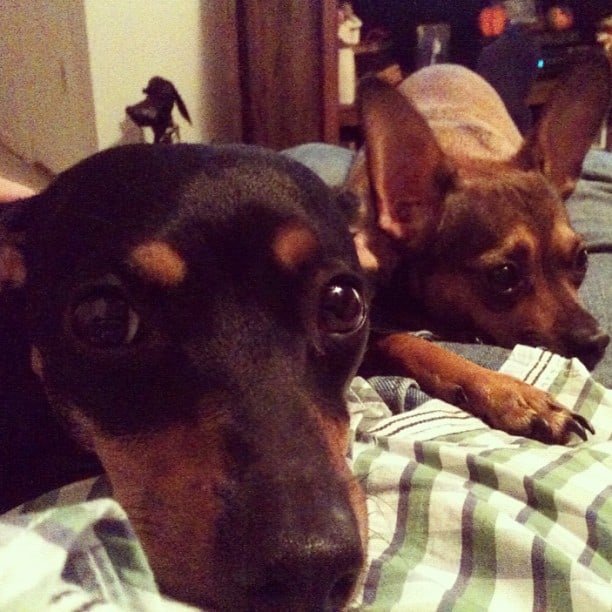 Two Chiweenies